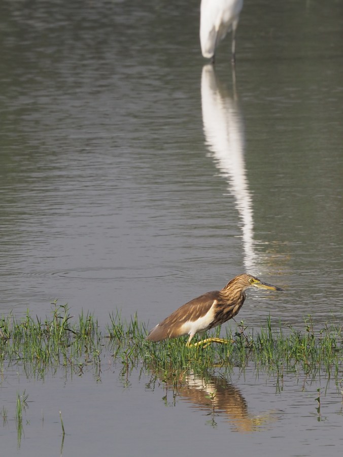 NAMERI NP ASSAM INDIA