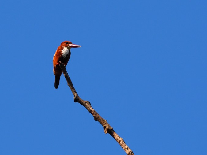 Nameri NP Assam India
