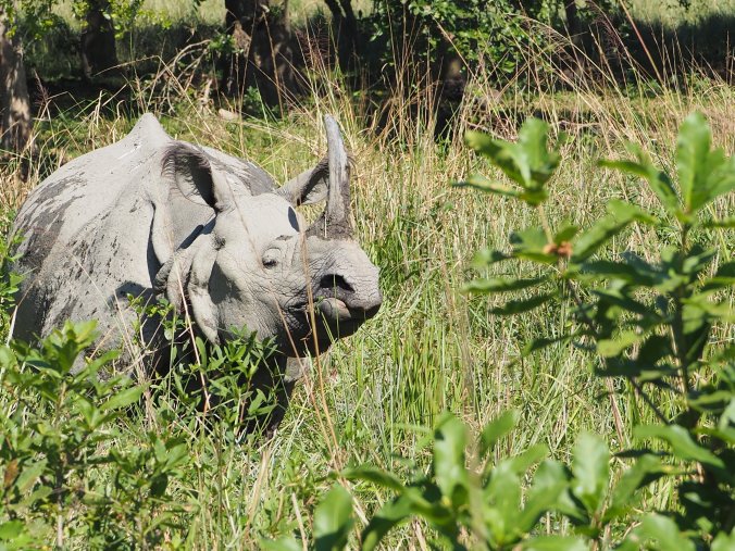 Pobitora NP Assam India