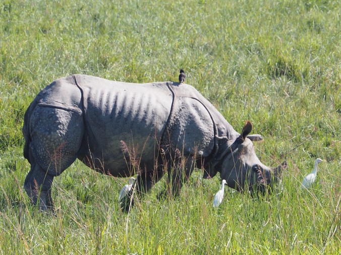 Pobitora NP Assam India