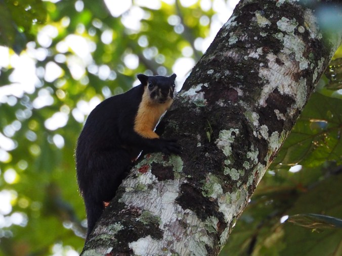 Nameri NP Assam India