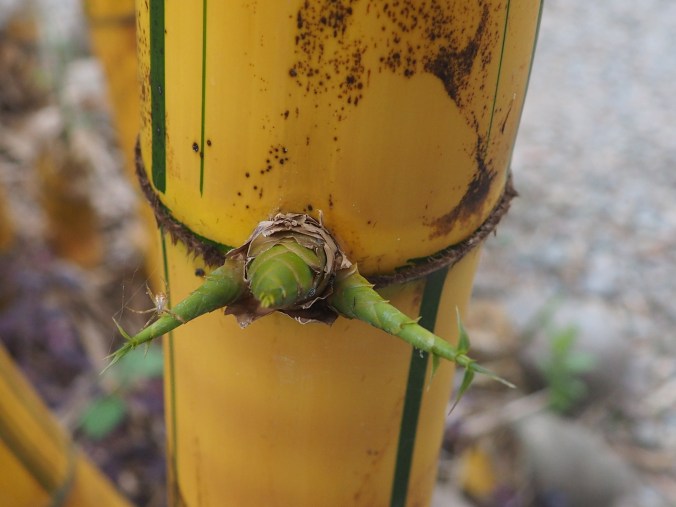 Nameri NP Assam India